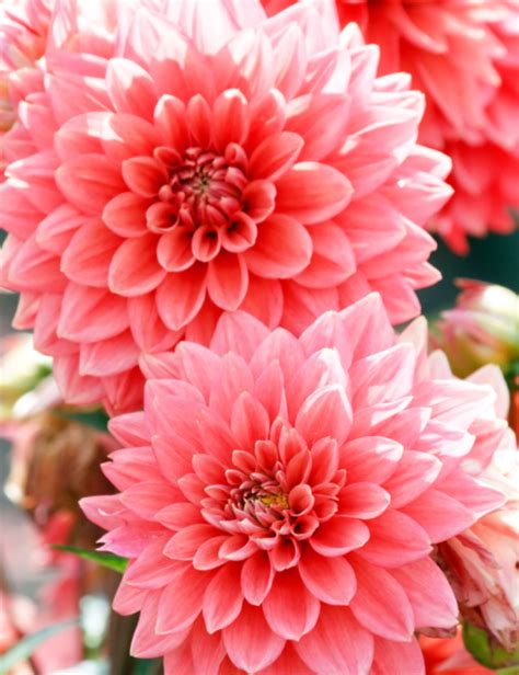 dahlia bollen.